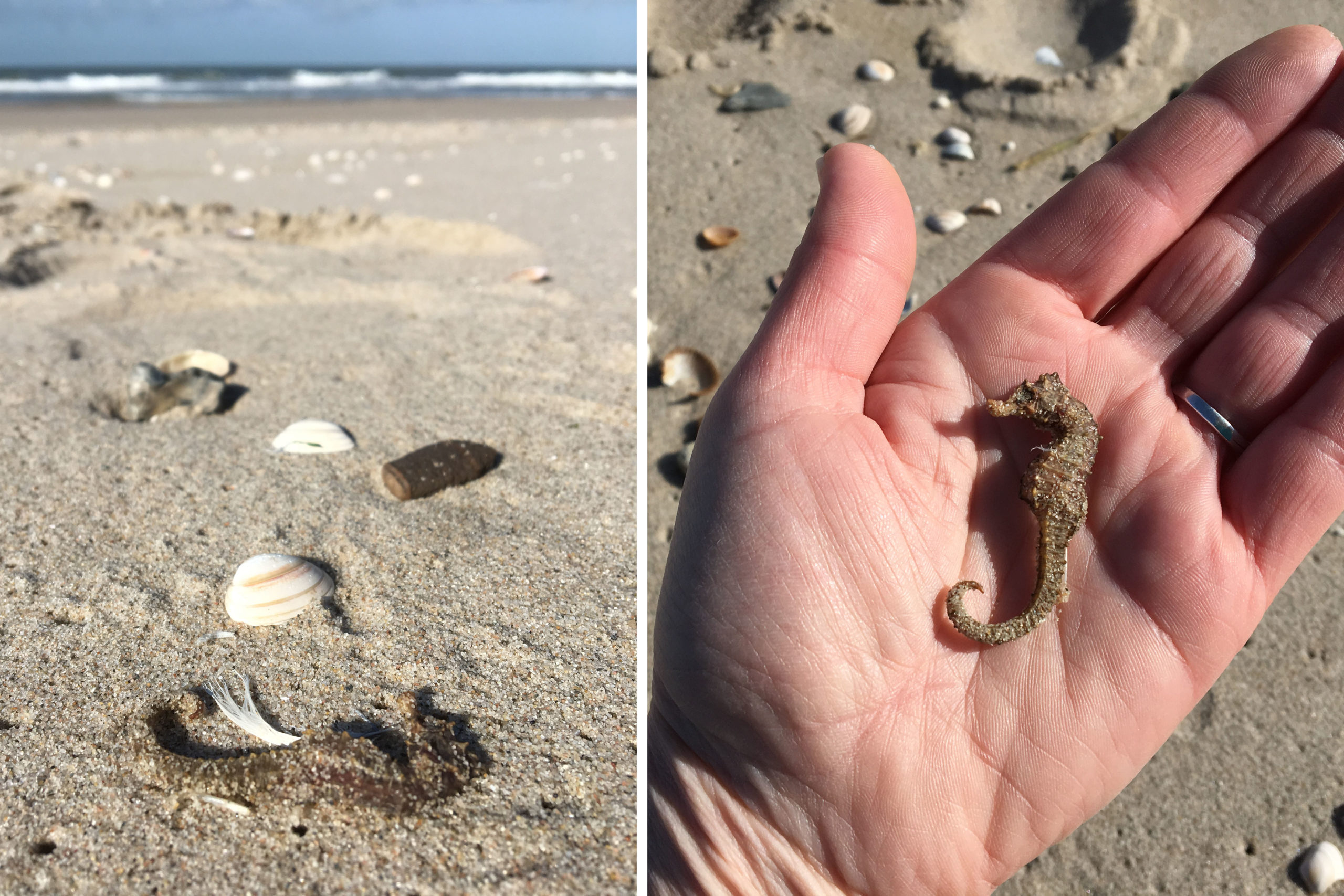 zeepaardje op het Maasvlakte strand
