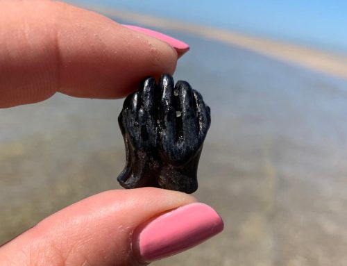 Een melkkiesje verloren… én gevonden