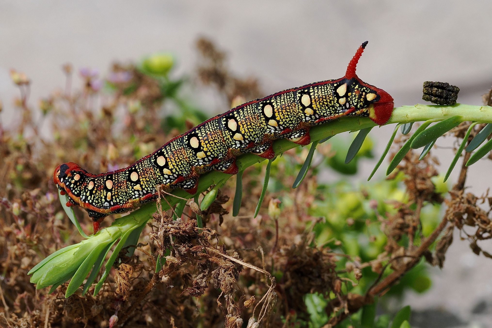 wolsmelkpijlstaatrups poept tijdens het eten