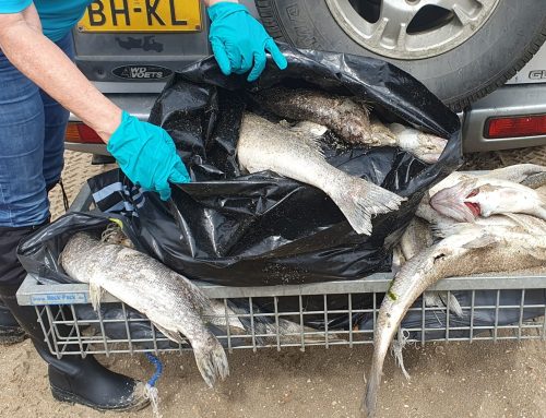 Veel meldingen over dode vissen op het badstrand