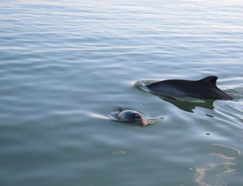 Stichting Rugvin: Een fantastische ontmoeting!