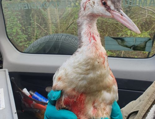Gewonde fuut op het strand van Rockanje