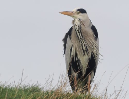 Deze Blauwe reiger is er klaar voor