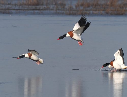 Landen op 1 nacht ijs….
